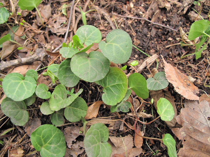 Image of Pyrola renifolia specimen.