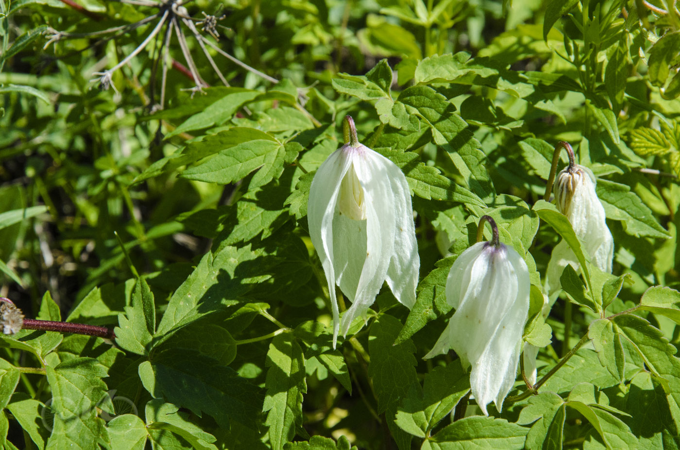 Изображение особи Atragene sibirica.