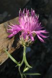 Centaurea stankovii. Верхушка побега с соцветием. Крым, южный берег, подножье горы Аюдаг, склон к морю. 4 июня 2012 г.