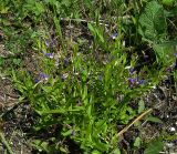 Polygala sibirica. Цветущее растение. Курская обл., Беловский р-н, с. Долгий Колодезь. 16 июня 2006 г.