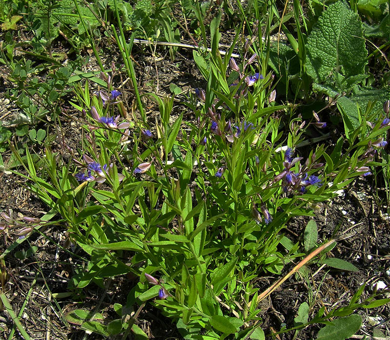 Image of Polygala sibirica specimen.
