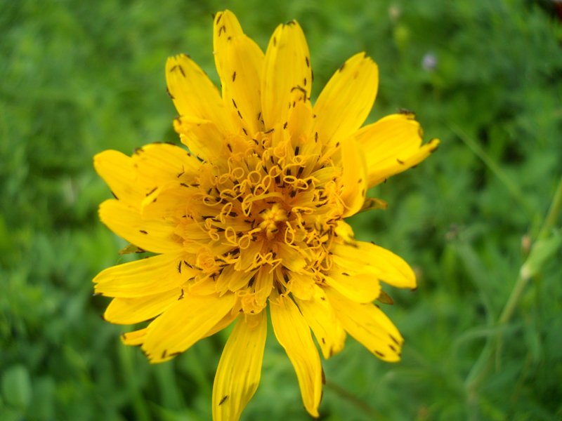 Image of Tragopogon orientalis specimen.