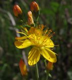 Hypericum pulchrum