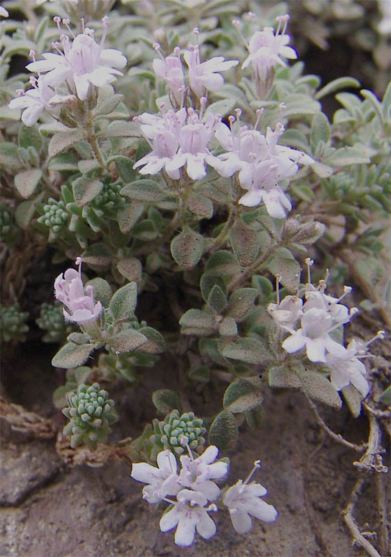 Изображение особи Thymus trautvetteri.