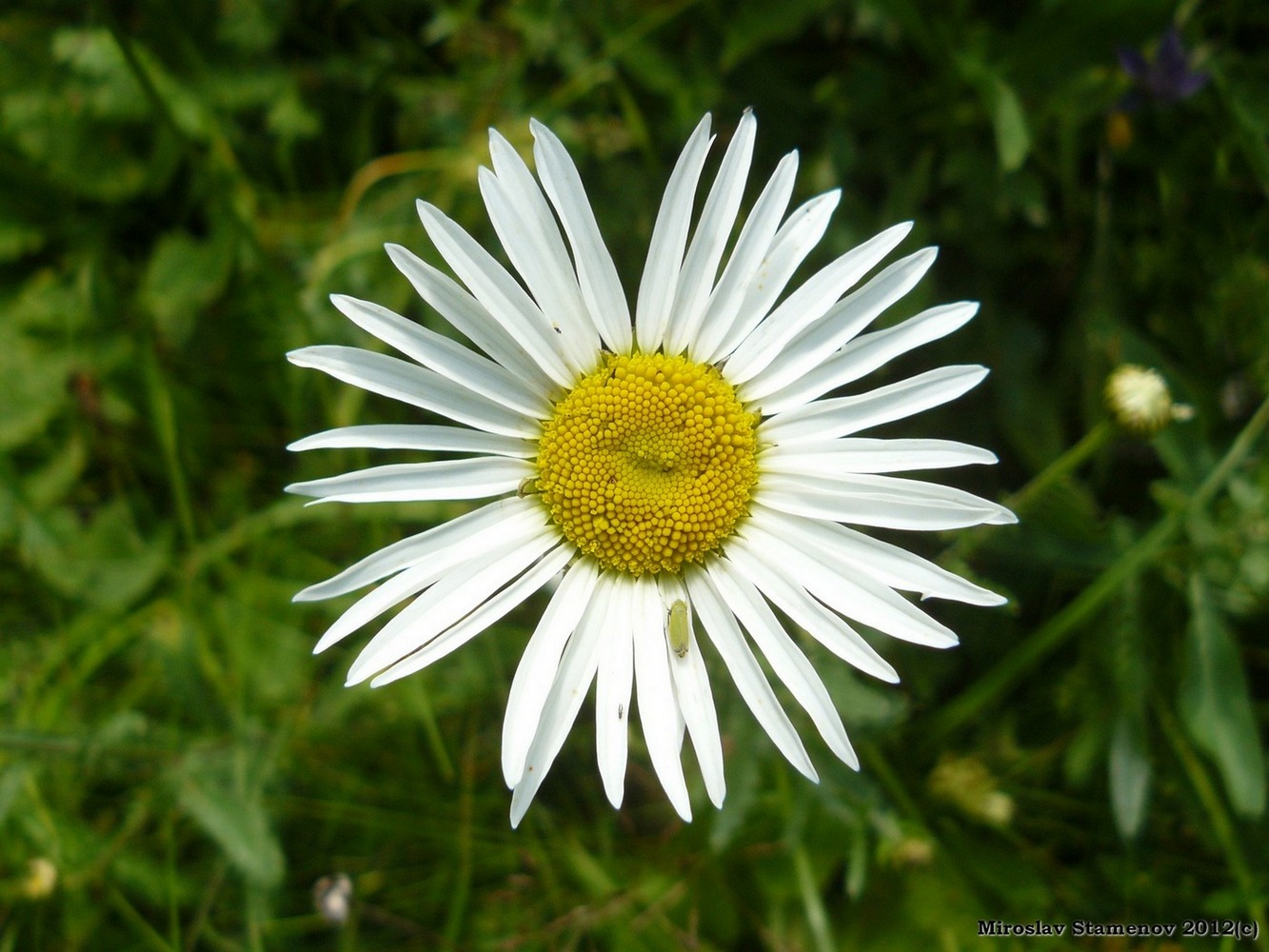 Image of Leucanthemum vulgare specimen.