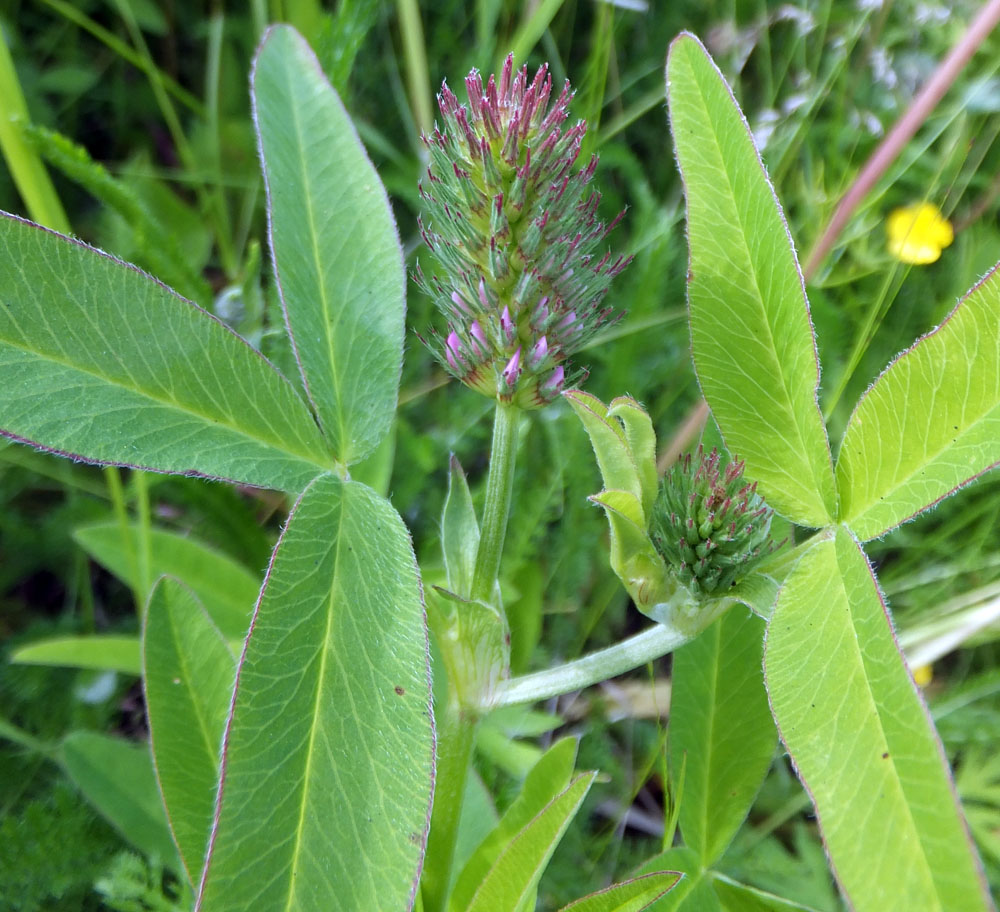 Image of Trifolium medium specimen.