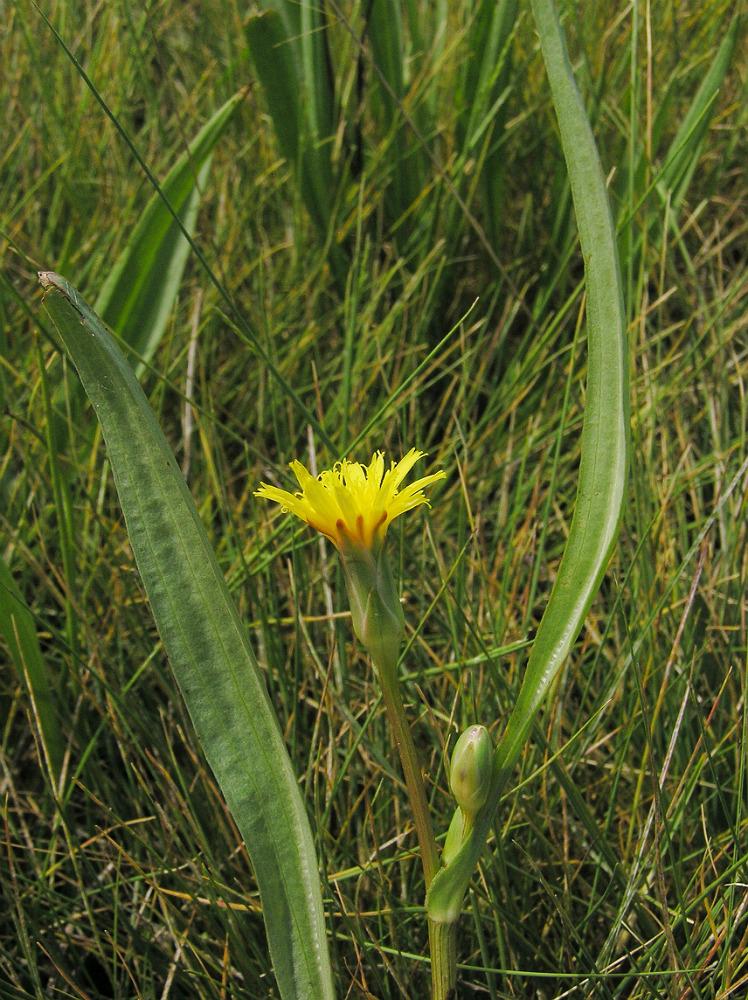 Image of Scorzonera parviflora specimen.