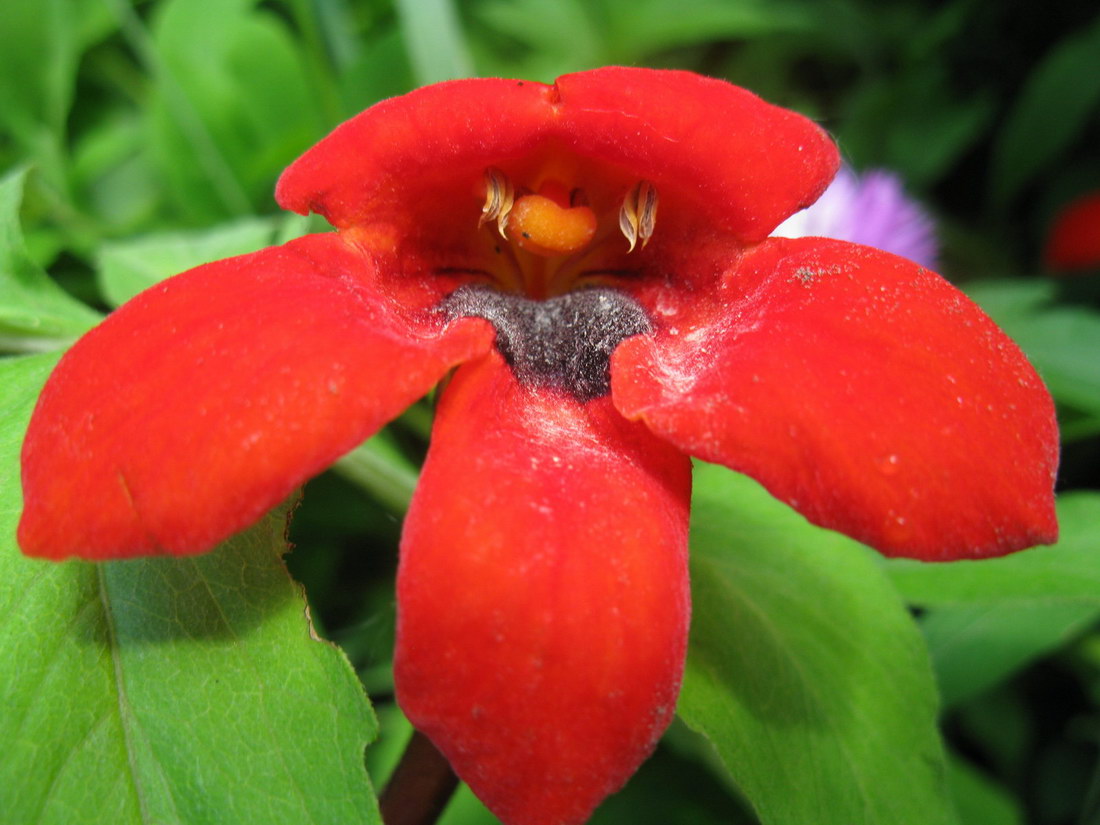 Image of Phelypaea coccinea specimen.