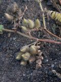 Astragalus tshegemensis. Часть побега со зрелыми плодами. Кабардино-Балкария, Зольский р-н, долина Джилы-Су. 27.07.2012.