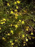 Ranunculus flammula. Стебли с цветками и плодами. Курская обл., Железногорский р-н, с. Карманово, верховья притока р. Мцень. 22 июля 2007 г.