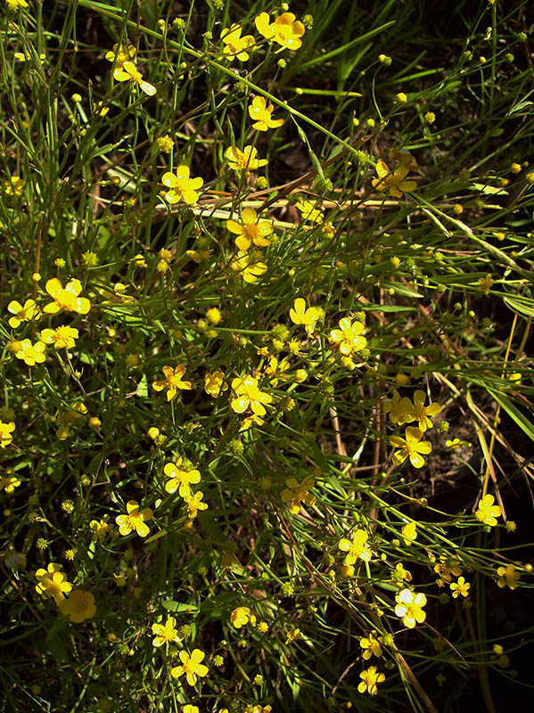 Image of Ranunculus flammula specimen.
