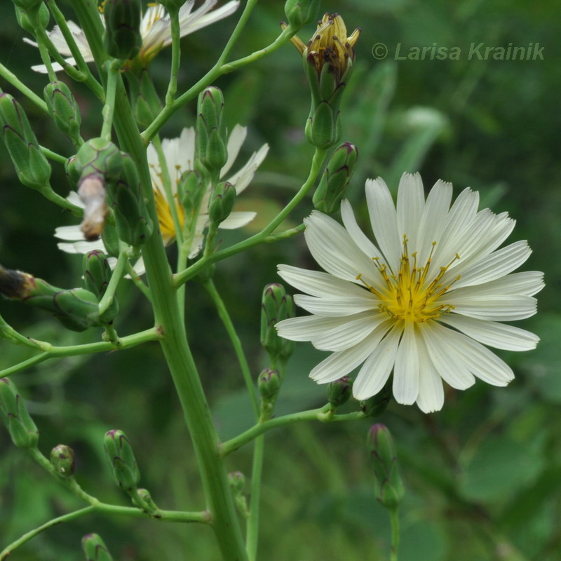 Изображение особи Lactuca indica.