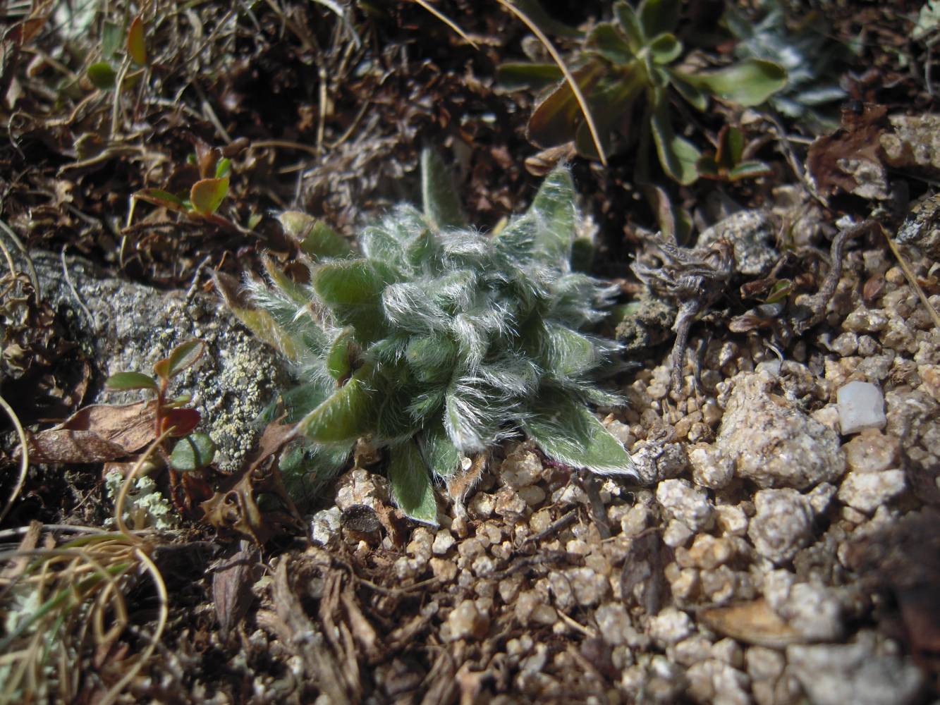 Изображение особи Eritrichium caucasicum.