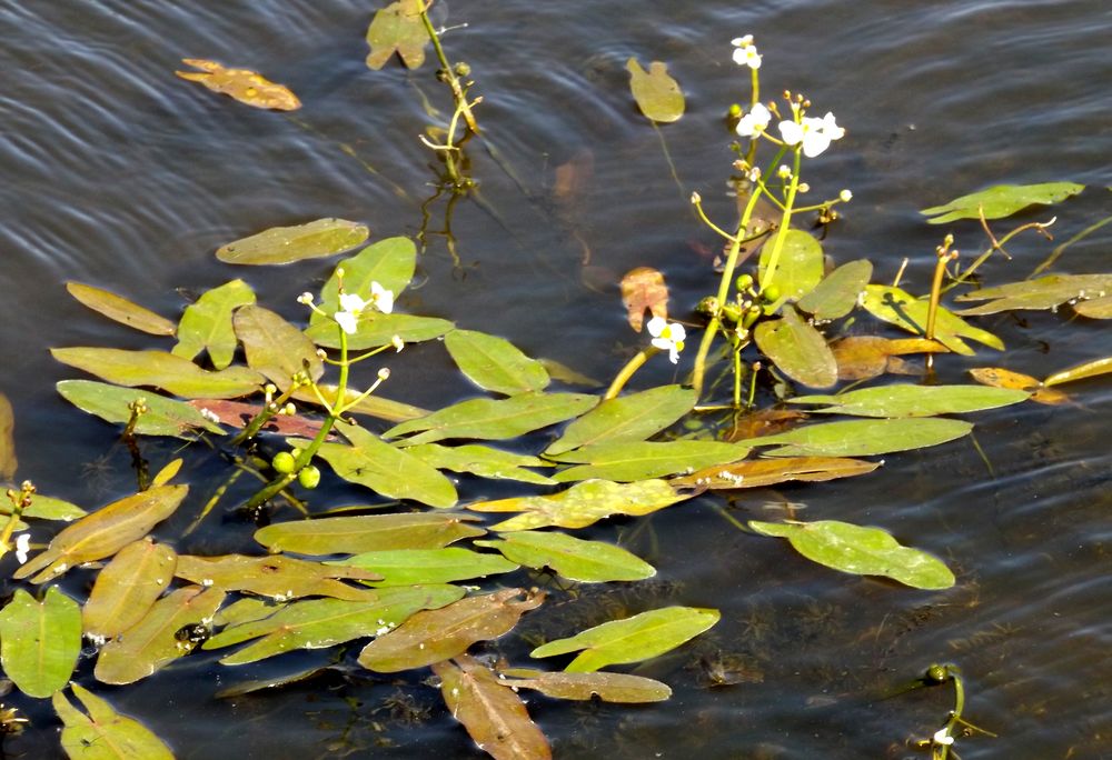 Изображение особи Sagittaria natans.