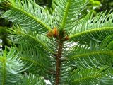 Picea ajanensis. Часть ветки с галлом (вид снизу). Сахалин, окр. г. Южно-Сахалинска. Июль 2012 г.