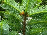 Picea ajanensis