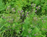 Pedicularis resupinata