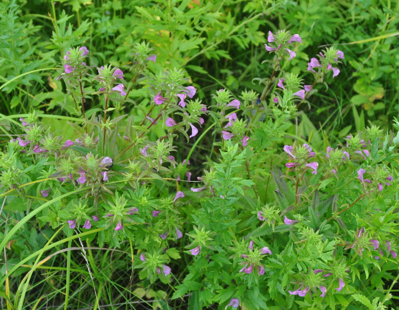 Image of Pedicularis resupinata specimen.