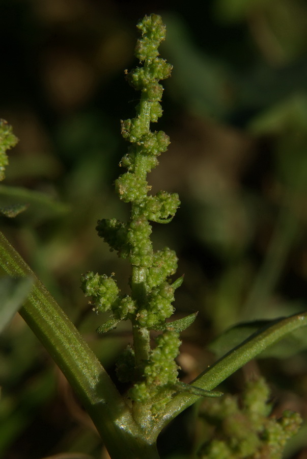 Изображение особи Oxybasis chenopodioides.