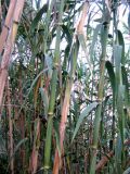 Arundo donax