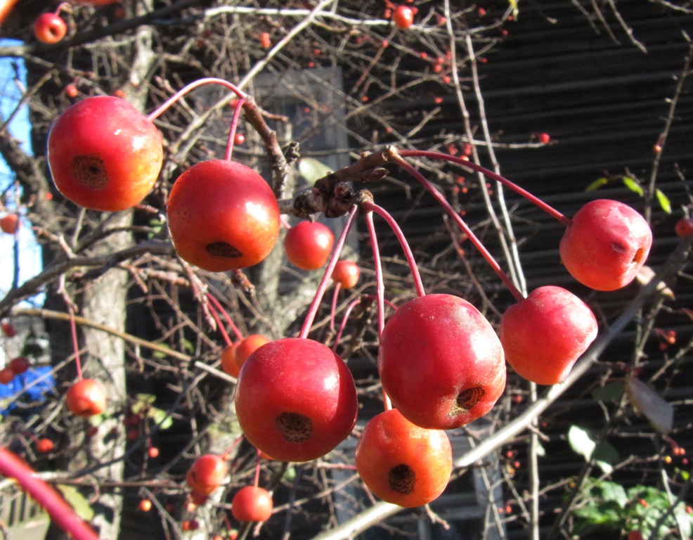 Image of Malus baccata specimen.
