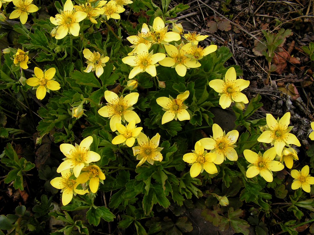 Image of Waldsteinia ternata ssp. maximowicziana specimen.