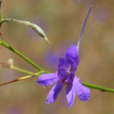 Delphinium paniculatum. Цветок и плод. Ростовская обл., Неклиновский р-н, Андреево-Мелентьевское с/п, балка Сухая. 19.08.2012.