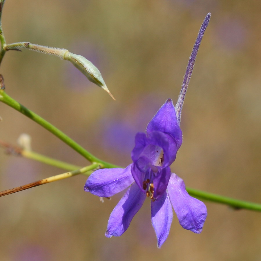 Image of Delphinium paniculatum specimen.