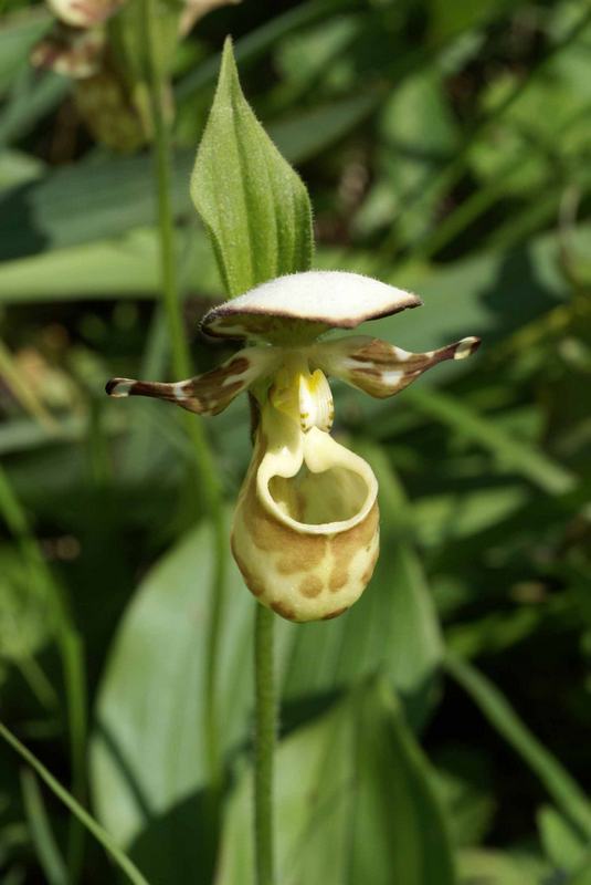 Image of Cypripedium yatabeanum specimen.