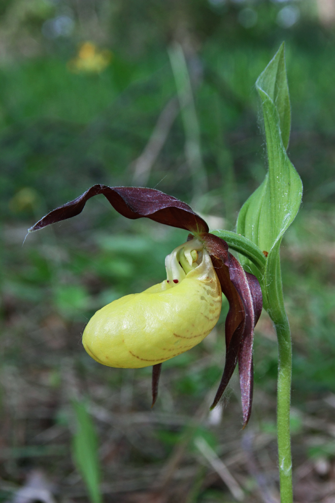 Image of Cypripedium calceolus specimen.