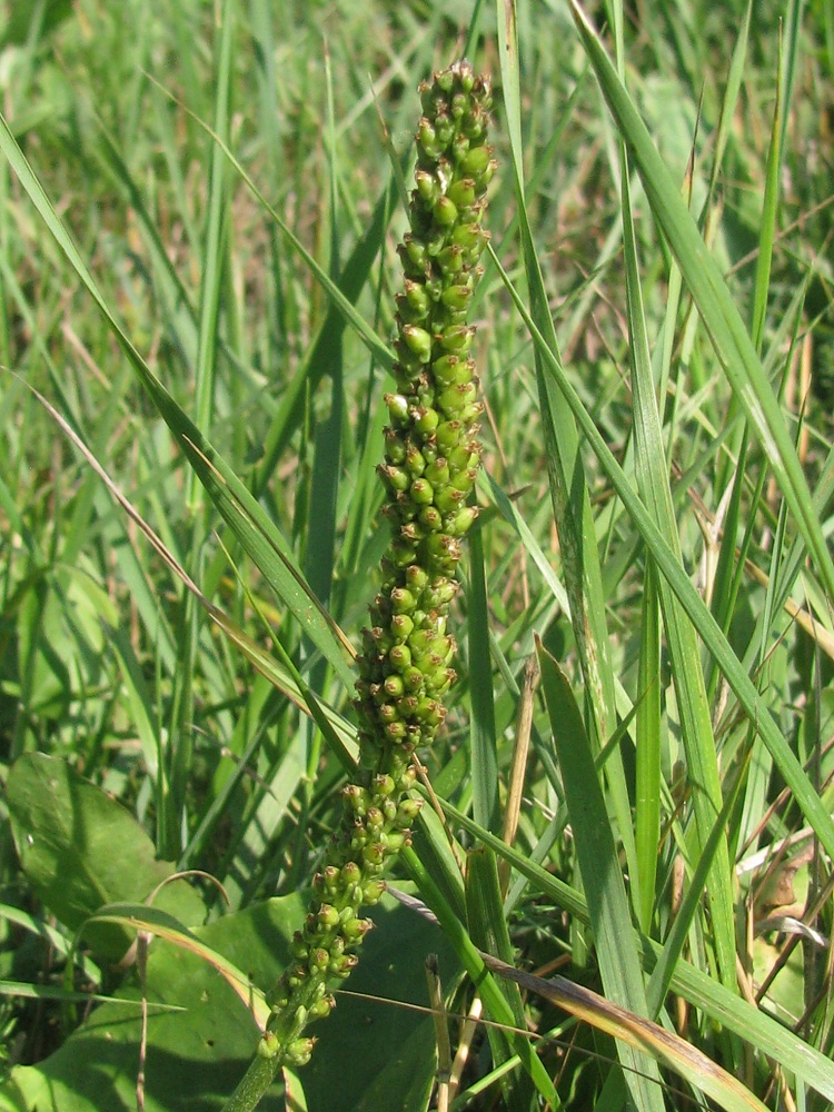 Изображение особи Plantago uliginosa.