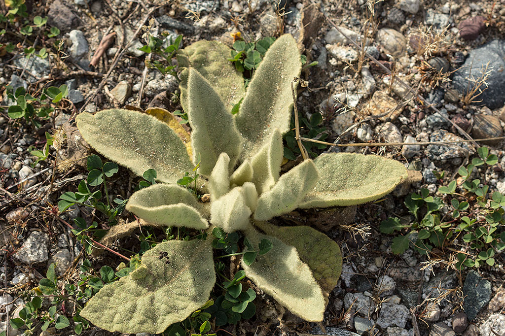 Изображение особи Verbascum thapsus.