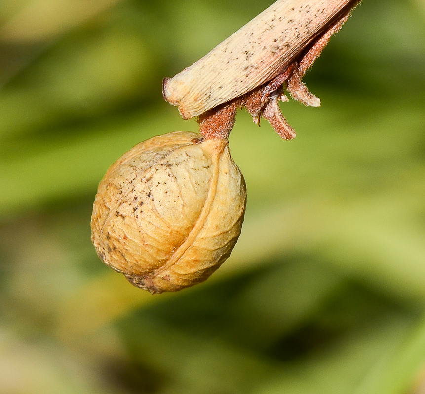 Image of Dietes bicolor specimen.