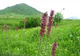 Echium russicum