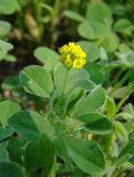 Medicago lupulina