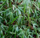 genus Phyllostachys. Побеги. Германия, г. Кемпен, в городском саду, у забора. 17.03.2013.