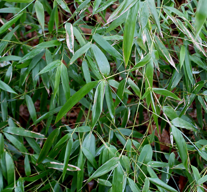 Изображение особи род Phyllostachys.