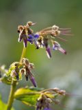 Trachystemon orientalis