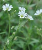 Cerastium fischerianum