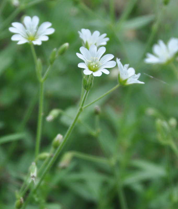 Изображение особи Cerastium fischerianum.