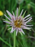 Tragopogon malikus