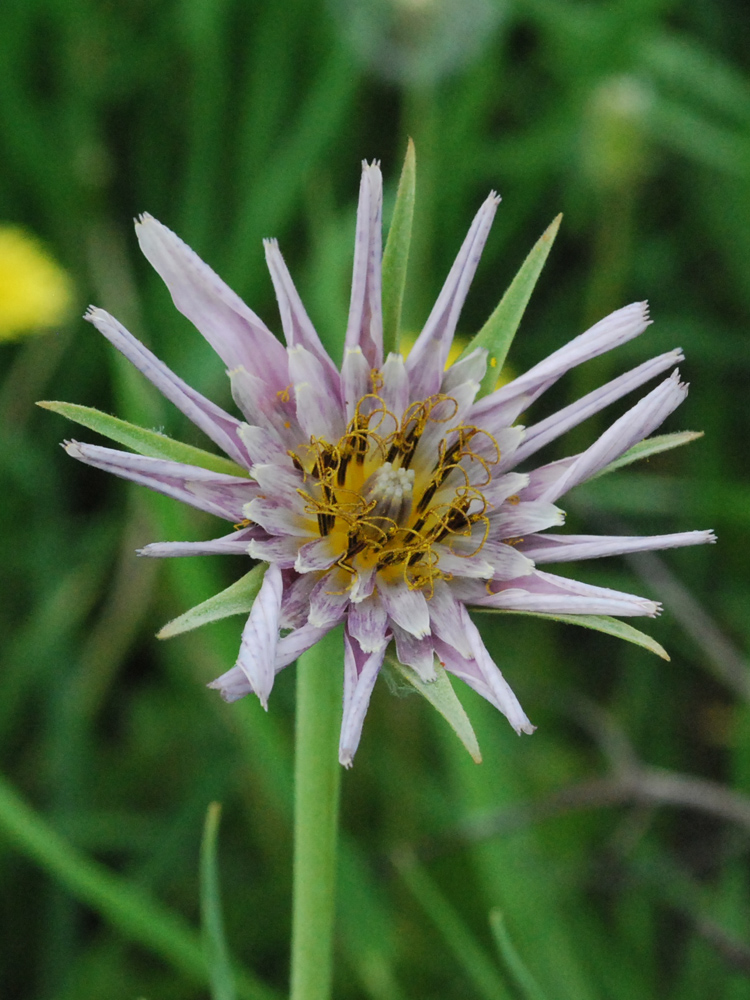 Image of Tragopogon malikus specimen.