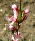 Amygdalus nana. Часть побега с цветками. Ставропольский край, г. Кисловодск, Курортный парк верхний, на бровке пешеходной тропы по горному склону. 08.04.2013.