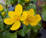 Caltha palustris