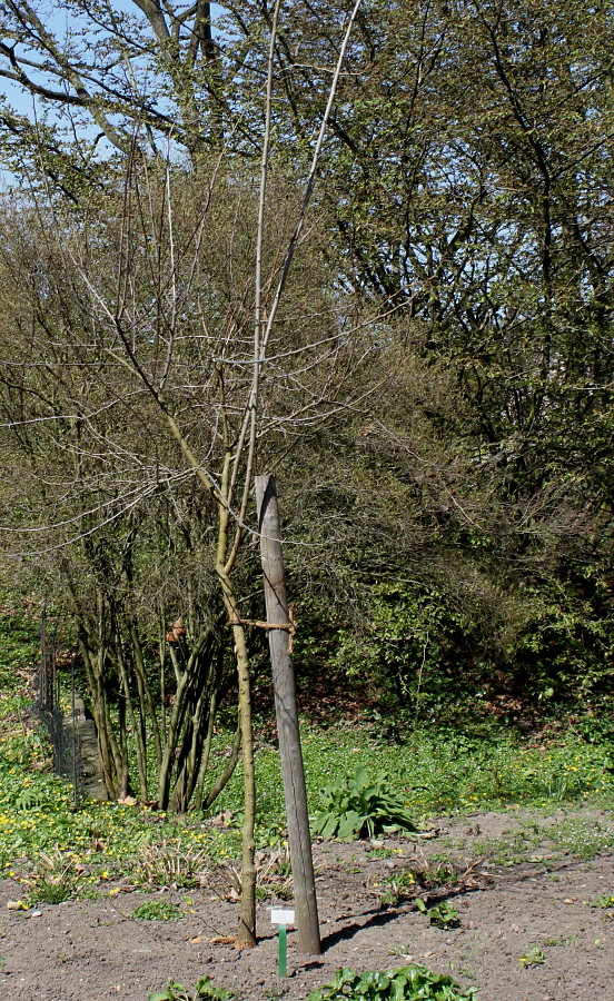 Image of Maclura pomifera specimen.