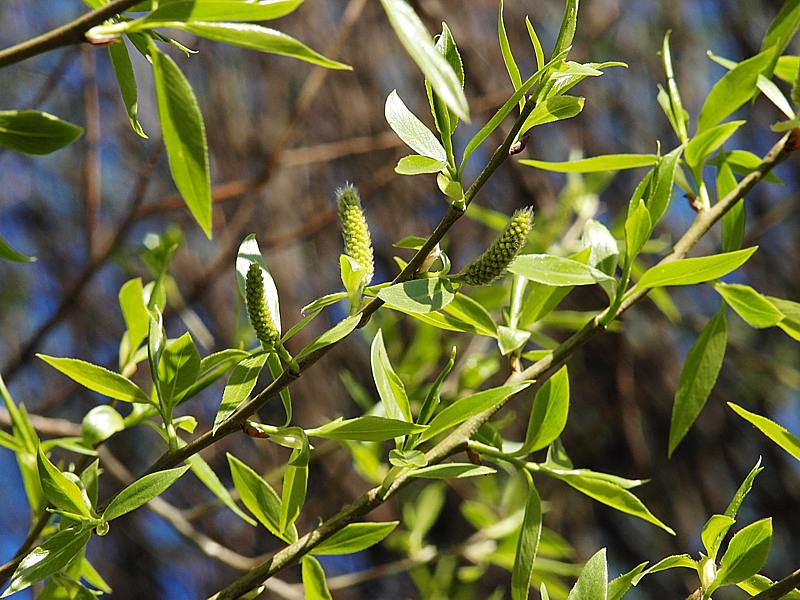 Изображение особи Salix fragilis var. sphaerica.