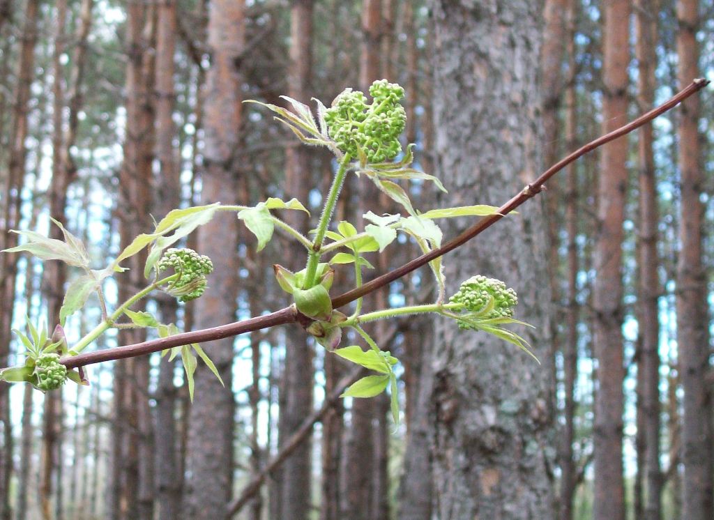 Изображение особи Sambucus sibirica.