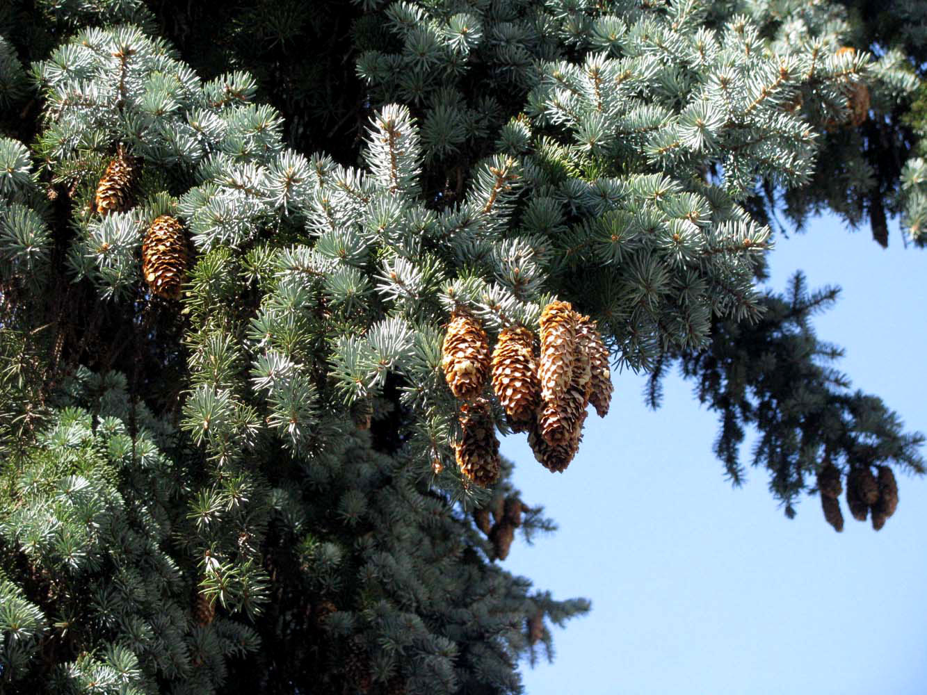 Image of Picea pungens specimen.