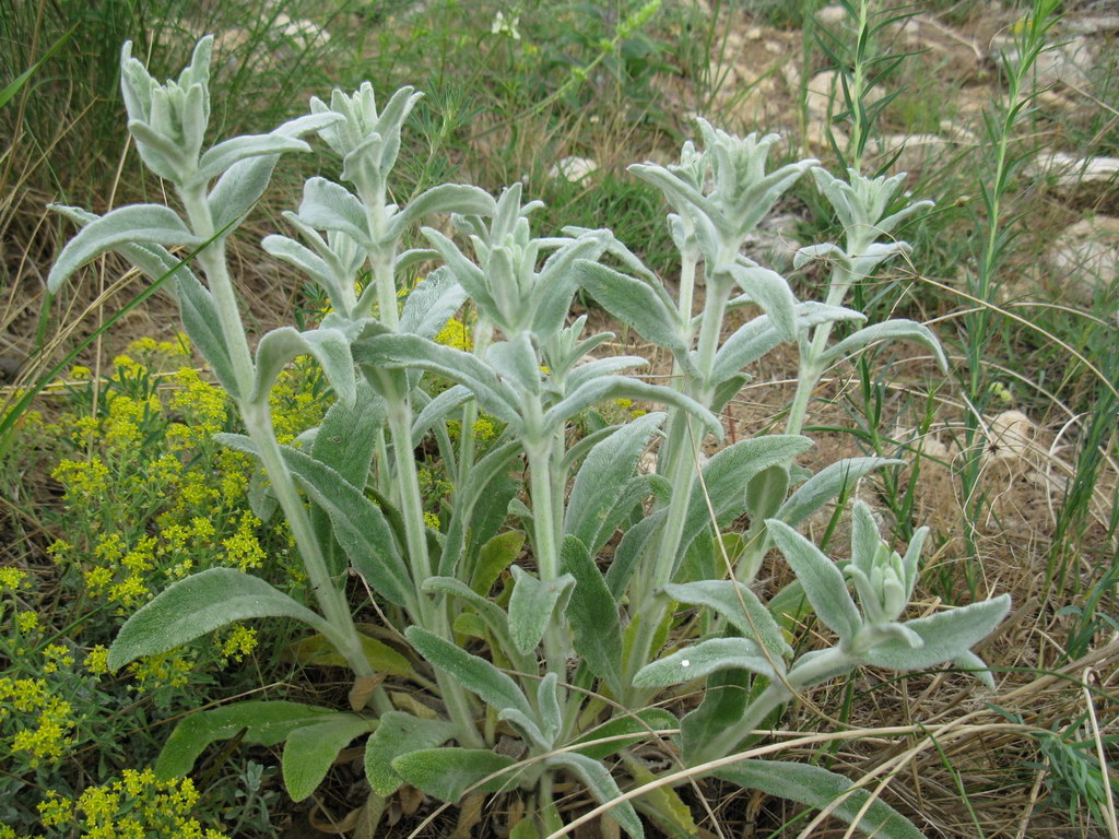 Изображение особи Stachys cretica.