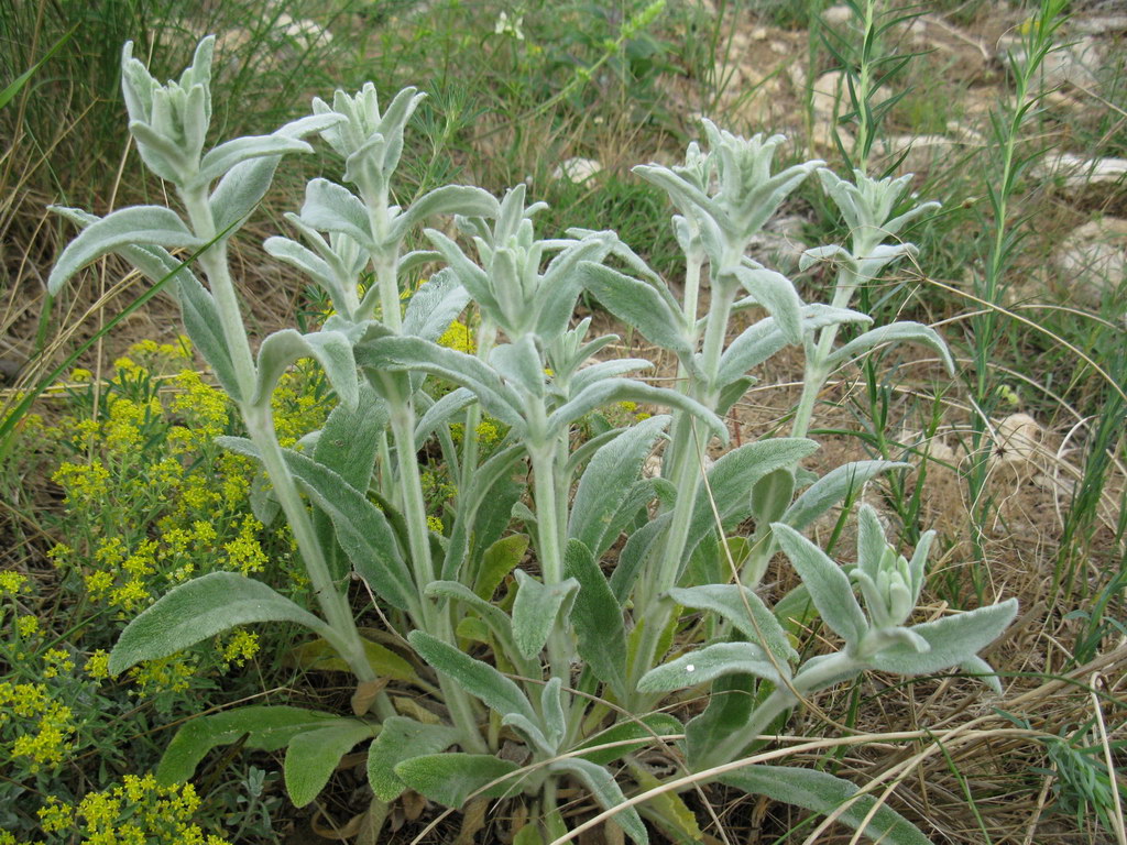 Изображение особи Stachys velata.